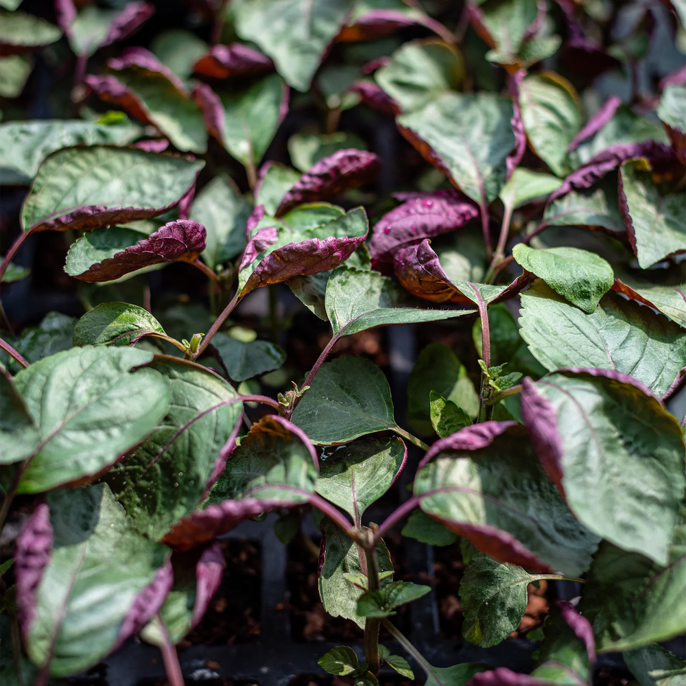 
                  
                    Bi-colour Shiso Plants - Set of 3
                  
                