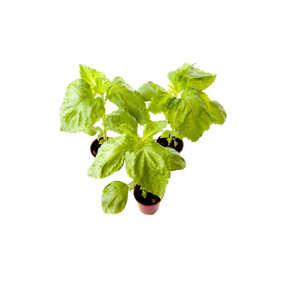 Green Shiso Plants - Set of 3