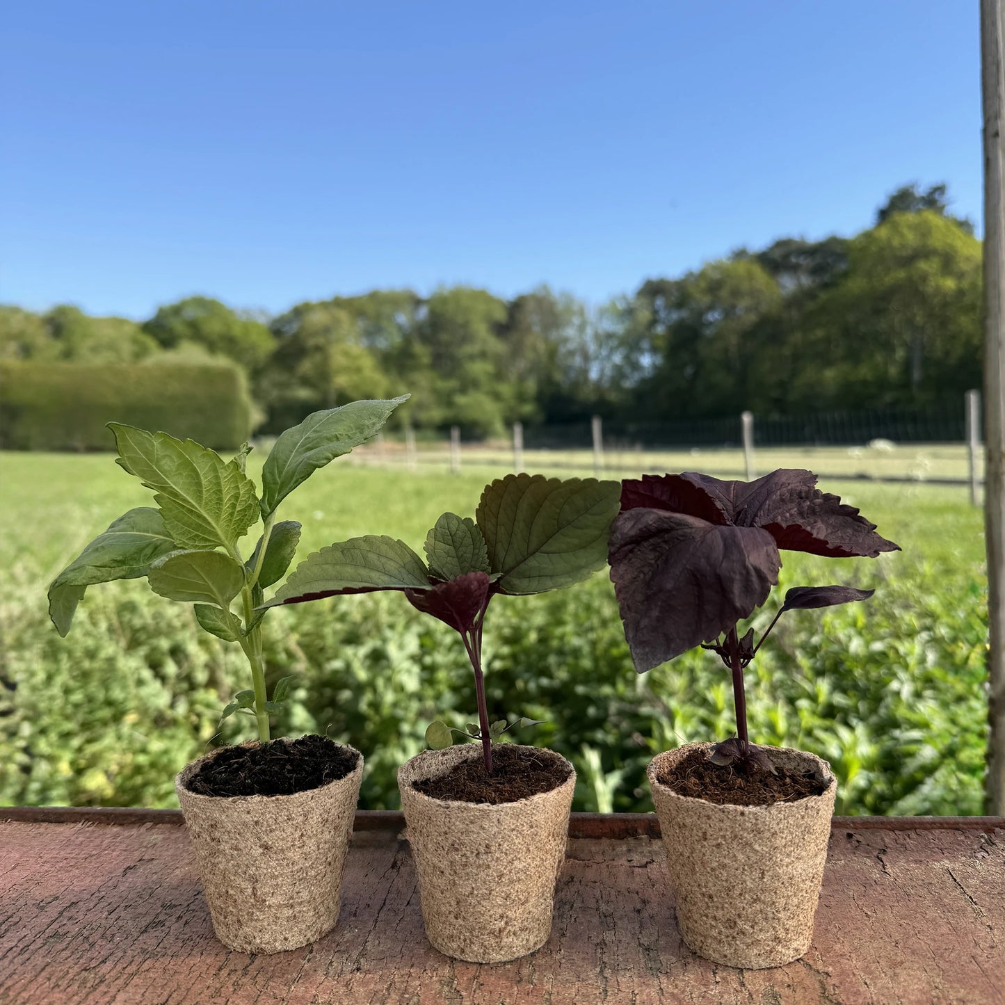 The Shiso Plants, Green, Purple & Bi-colour - Mixed Set of 3 are displayed on a wooden surface outdoors, with a grassy field and trees in the background.
