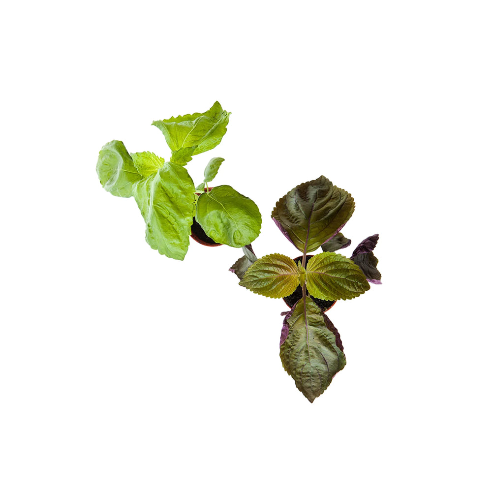 The Shiso Plants, Green & Bi-colour - Mixed Set of 2 features two potted Japanese herbs with edible green and green-purple leaves, displayed against a white background.