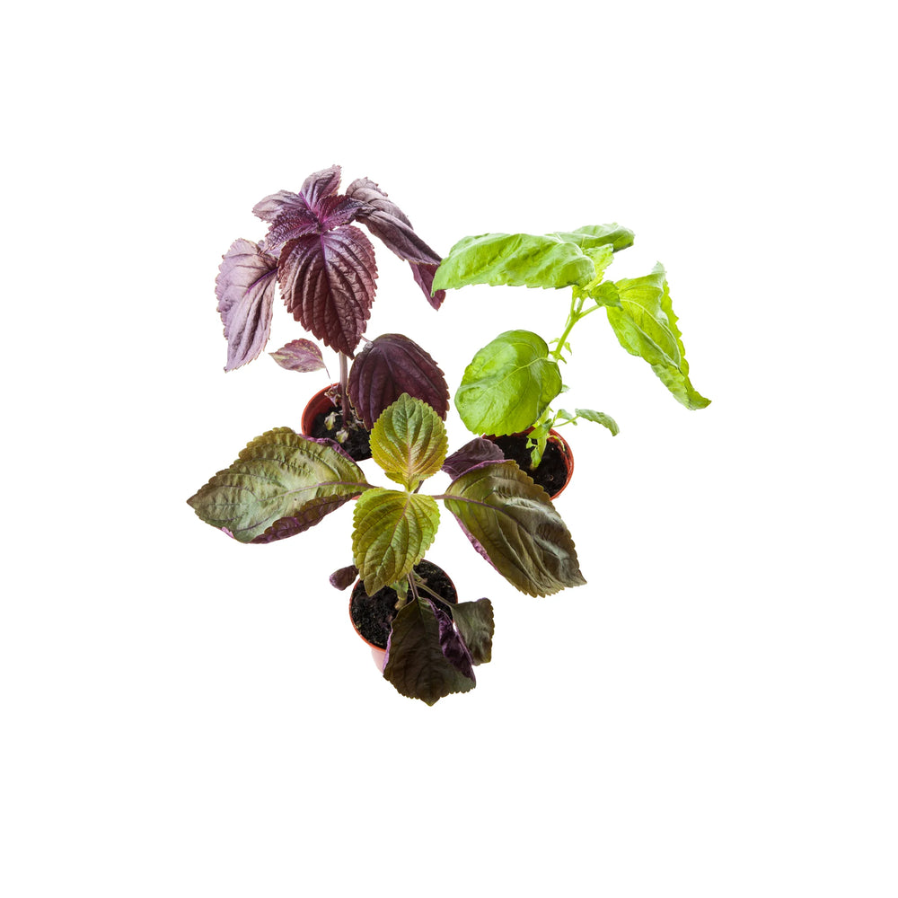 A mixed set of 3 Shiso plants—green, purple, and bi-colour varieties—arranged closely together on a white background.
