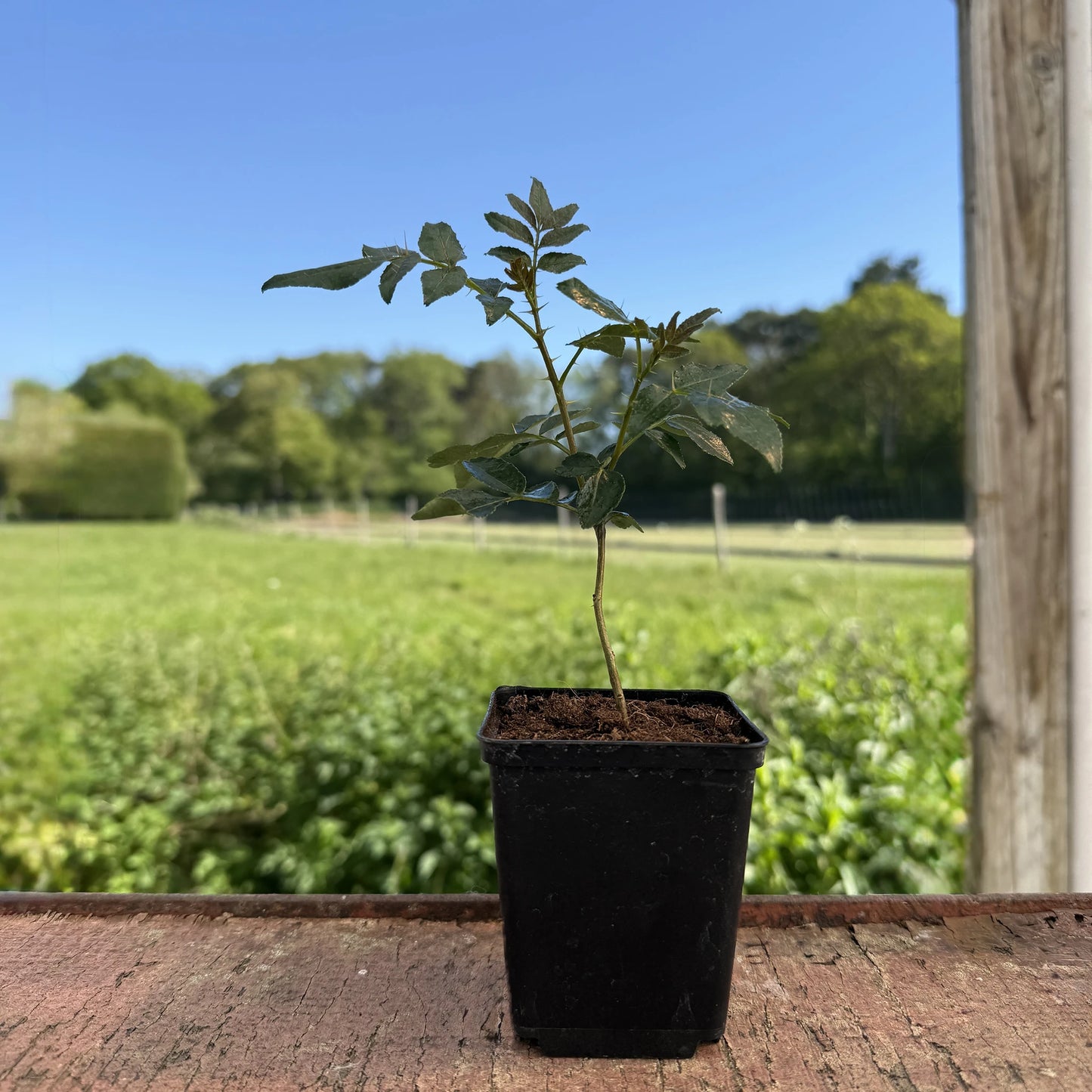 A Szechuan Pepper Tree (Zanthoxylum simulans) with green leaves sits in a small pot on a wooden surface outdoors, against a backdrop of grass and trees under a clear blue sky.