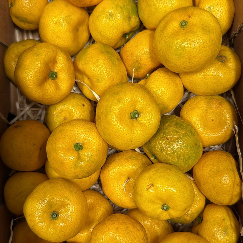 A box of Fresh Tachibana mandarins, their yellowish-orange skins with hints of green, rests on white packing material—beautifully highlighting this delicious Japanese citrus fruit.