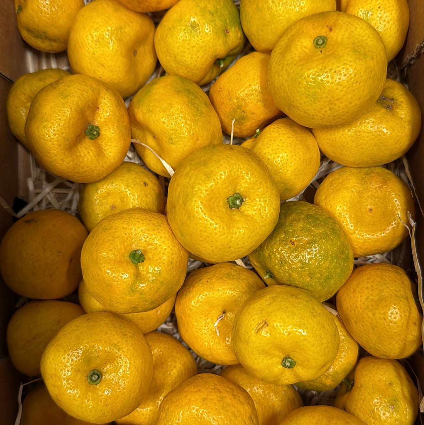 A box of Fresh Tachibana mandarins, their yellowish-orange skins with hints of green, rests on white packing material—beautifully highlighting this delicious Japanese citrus fruit.