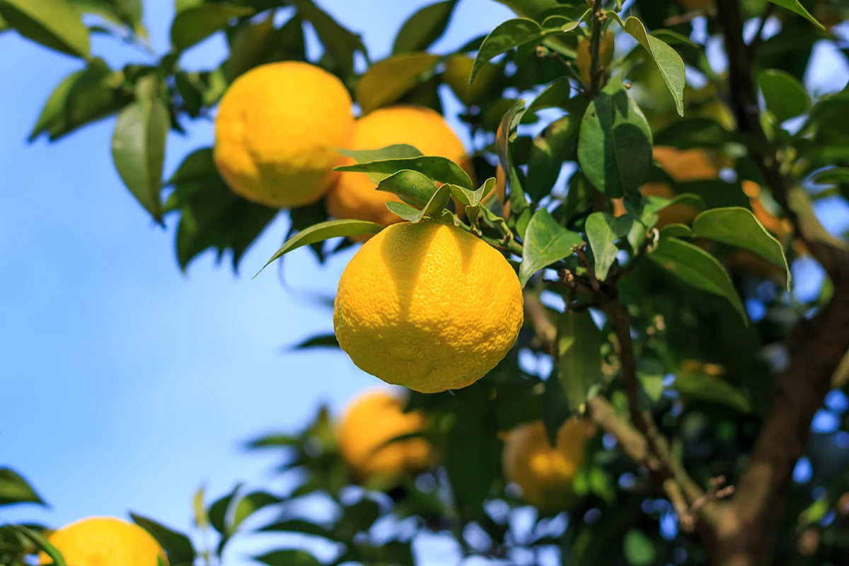 Several ripe yellow citrus fruits hang from a tree branch with green leaves against a blue sky background.