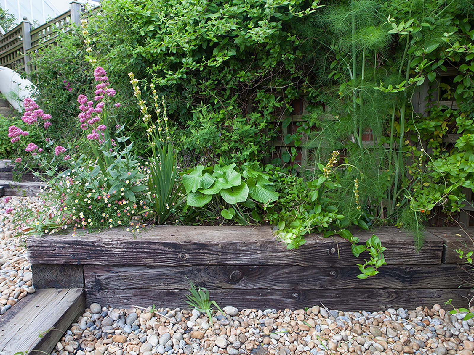 Grow Your Own Fresh Wasabi Plants in UK The Wasabi Co The Wasabi