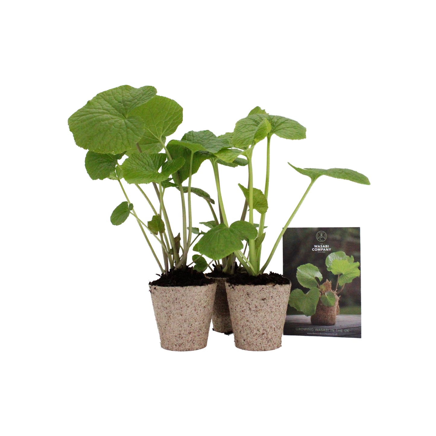 Three large wasabi plants, sold as a set of 3, are placed beside a card with an image and info about wasabi growing and rhizomes, all displayed against a clean white background.