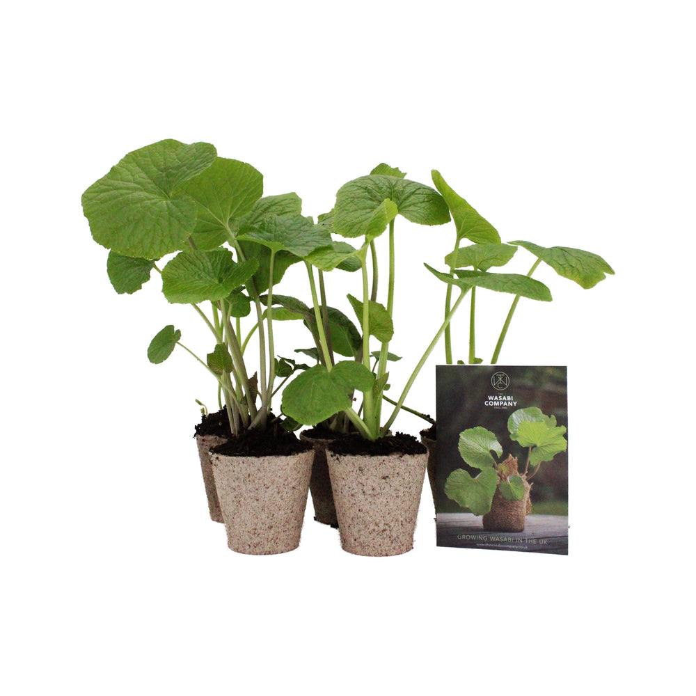 Five large wasabi plants are arranged in a row beside an informational card with a picture of the same plant, offering tips on wasabi cultivation and growing healthy rhizomes.