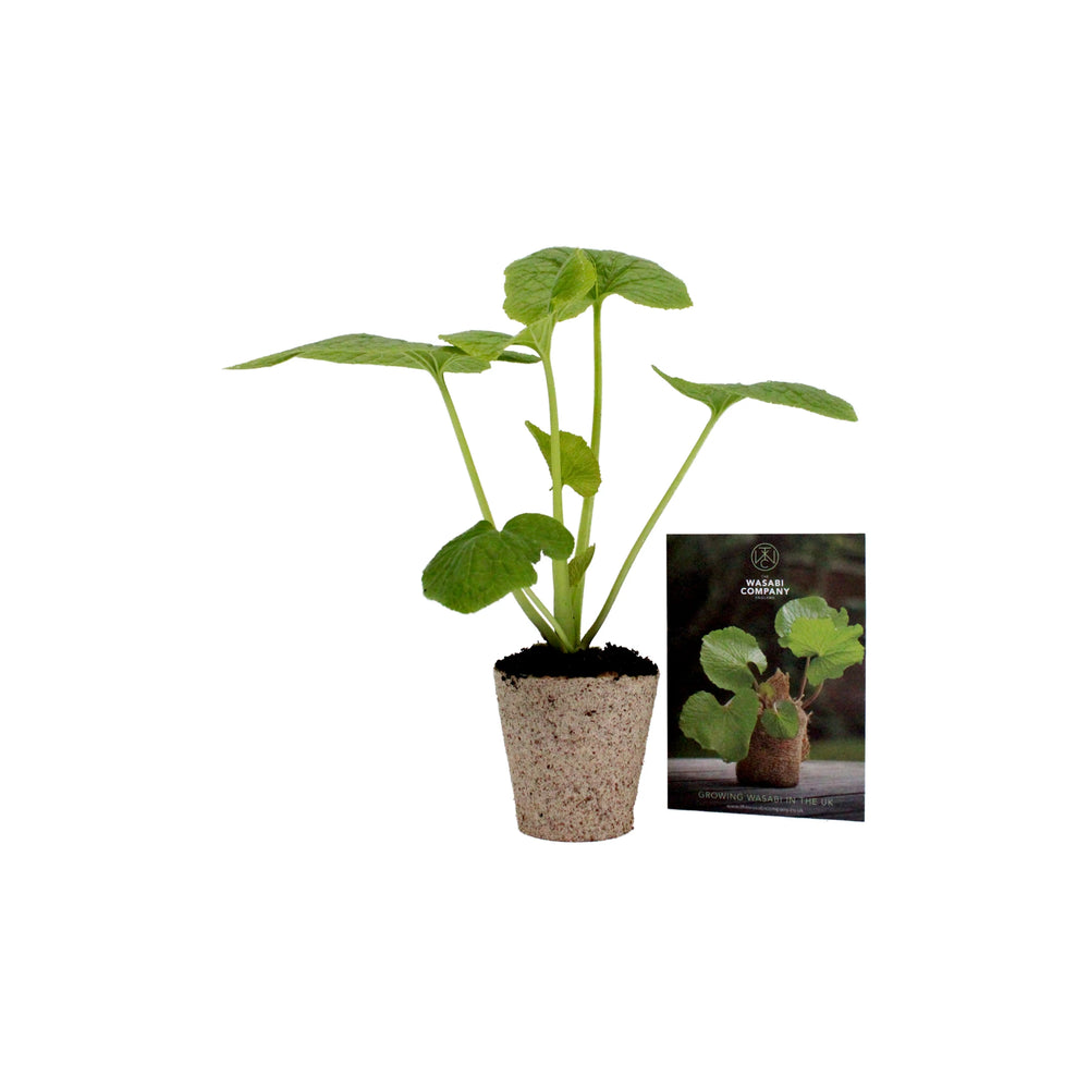 A large wasabi plant with green leaves is placed beside a card showing an image and details about its rhizomes, all set against a white background.