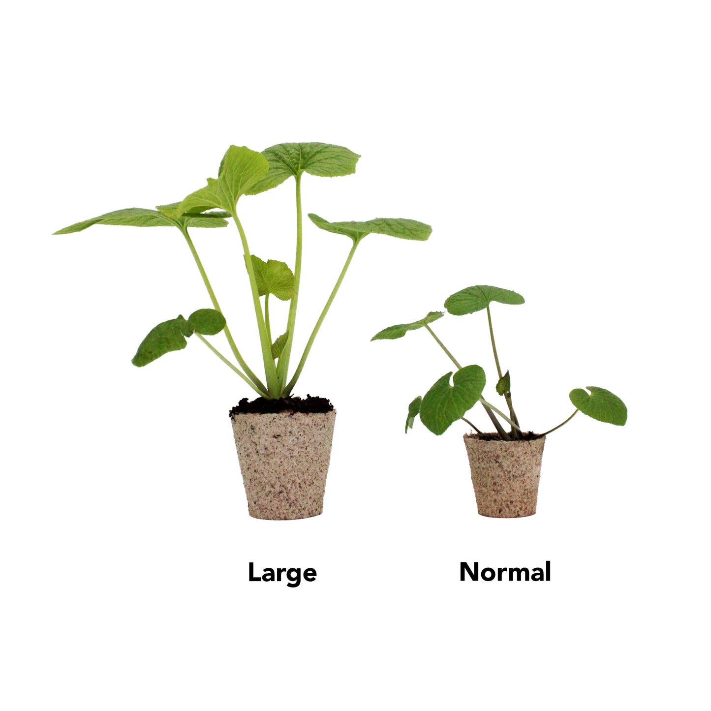 Three potted Large Wasabi Plants are displayed side by side on a white background, highlighting their impressive rhizome growth and lush green foliage.