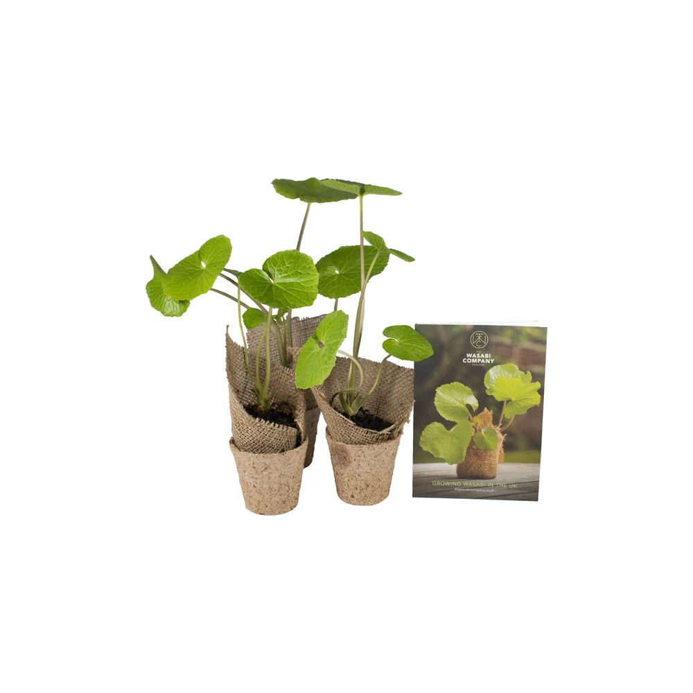 Wasabi Plants - Set of 3
