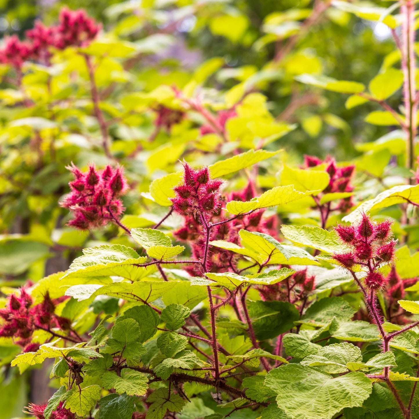 Close-up of the Japanese Wineberry Plant, an ornamental climber featuring bright green leaves and clusters of red, spiky buds, shown outdoors in natural light.