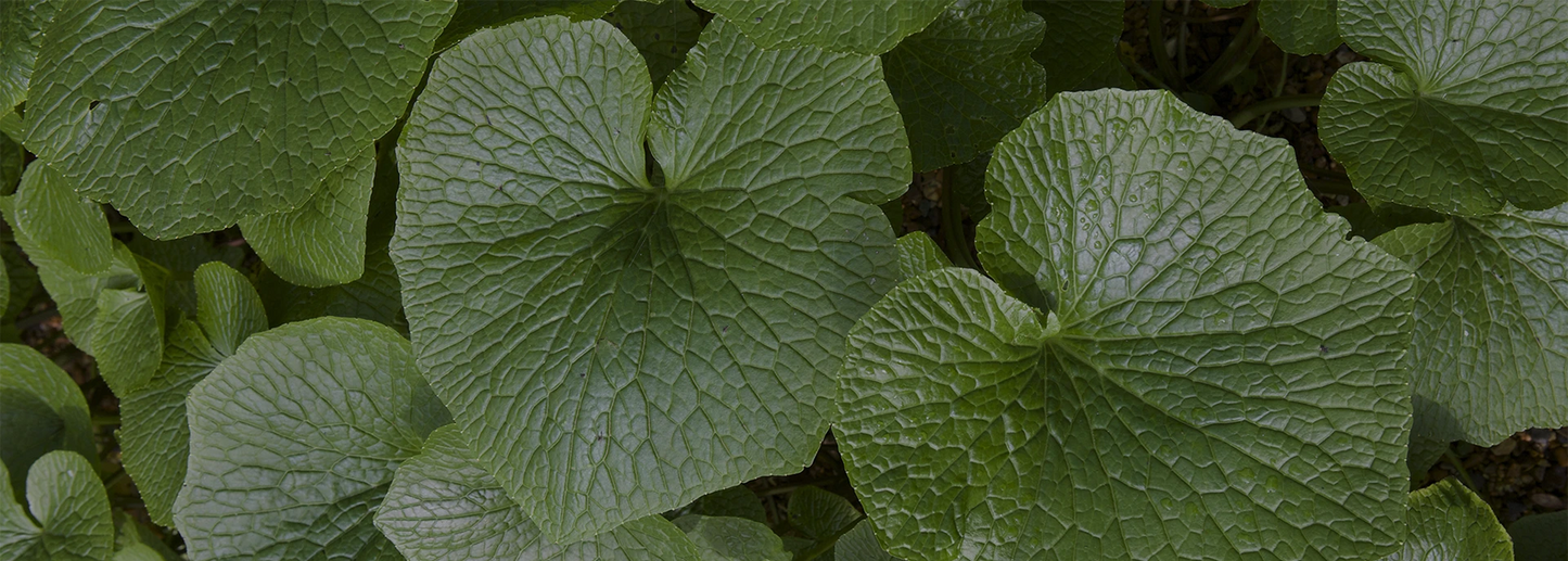 Large, textured green leaves with prominent veins, overlapping each other in a dense cluster.