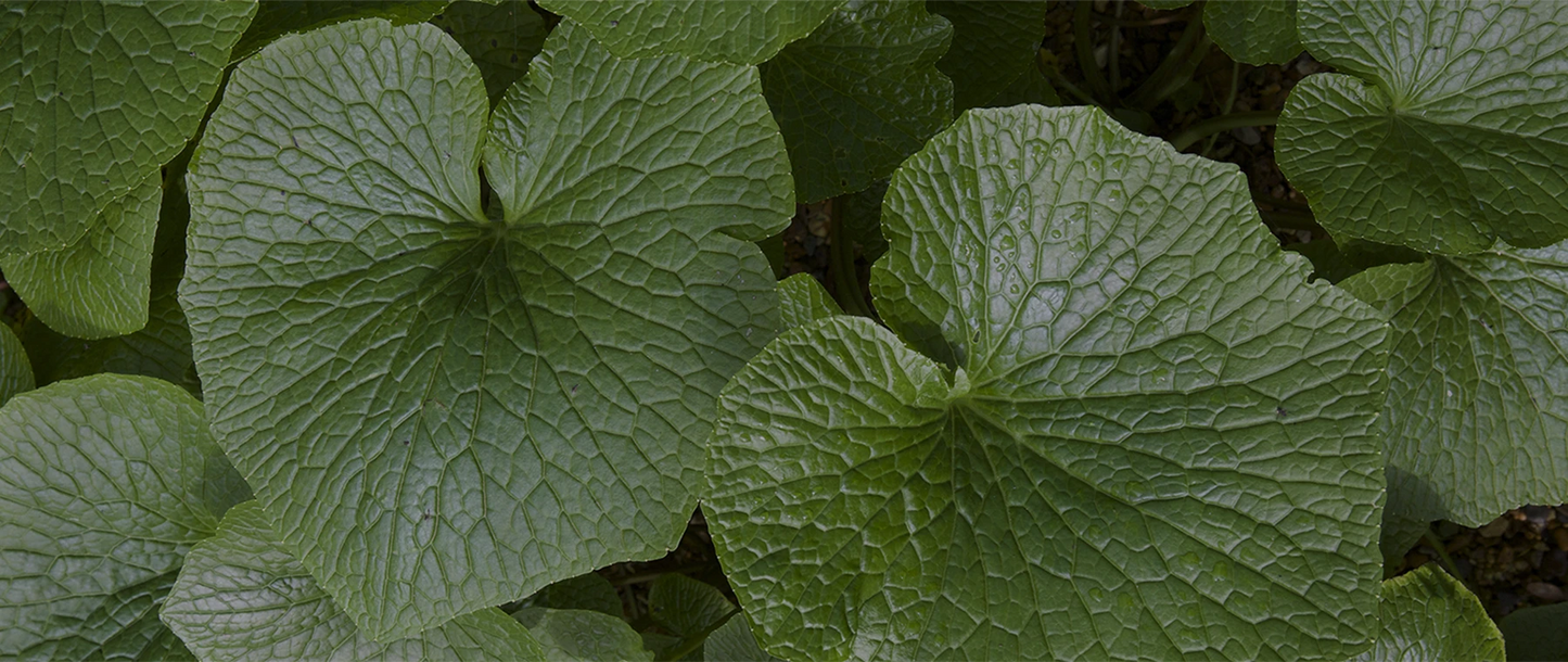 Close-up view of several large, textured green leaves with prominent veins overlapping each other.