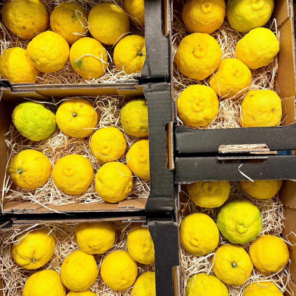 Fresh Yuzu | Japanese Fruit | The Wasabi Company