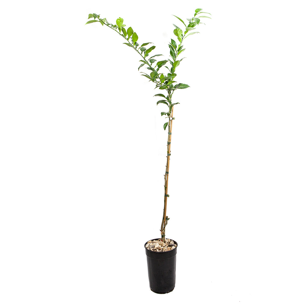 Yajasu Tree Frequently Asked Questions | The Wasabi Company