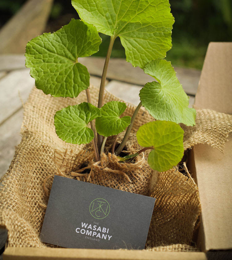 
                  
                    Large Wasabi Plants - Set of 3
                  
                