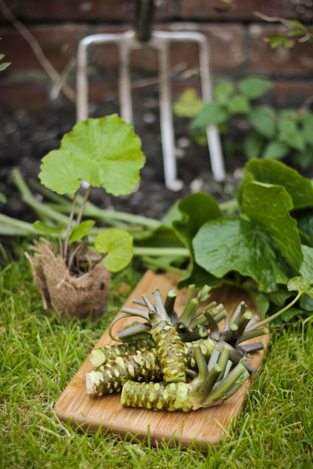 buy wasabi plant 3 Wasabi Plants | Grow Your Own