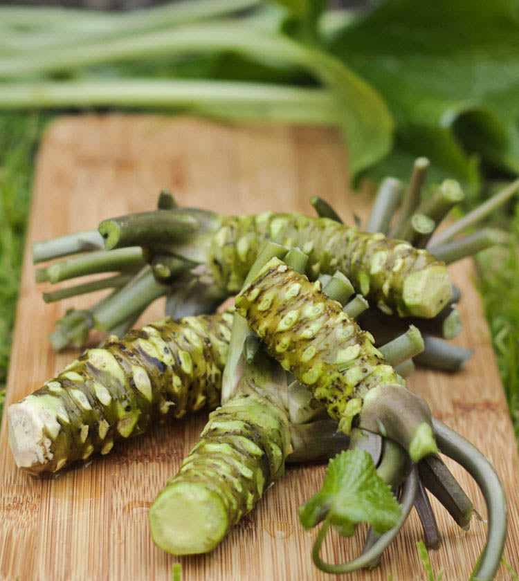 
                  
                    Large Wasabi Plants - Set of 5
                  
                