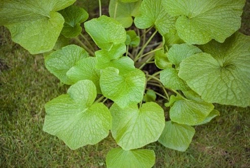 
                  
                    A set of five large wasabi plants features textured green leaves growing from a central base, perfect for adding greenery to any grassy area.
                  
                