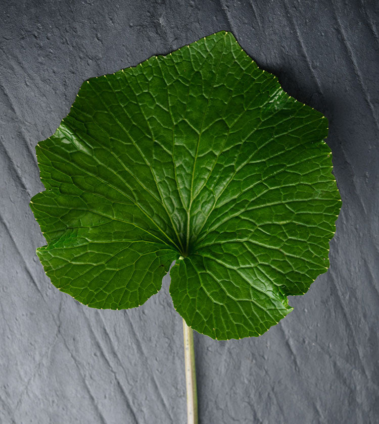 
                  
                    English Wasabi Leaves and Stem - 250g
                  
                