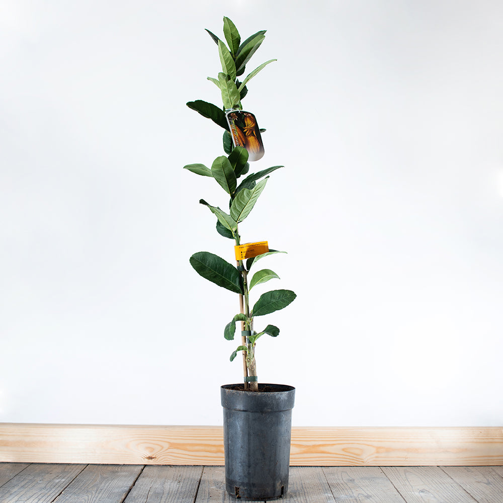 A Buddhas Hand Tree with green leaves stands in a black plastic pot on a wooden floor against a white background, making it an ideal New Years gift or for use in religious ceremonies.