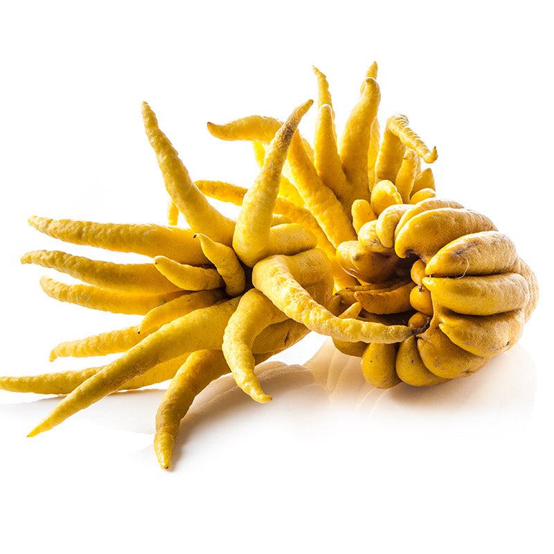 
                  
                    The Buddhas Hand Tree produces bright yellow fruits with elongated, finger-like segments—often used in religious ceremonies—shown here against a white background.
                  
                