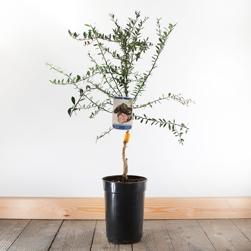 A Finger Lime Tree in a black plastic pot stands on a wooden floor against a plain white background—ideal for growing your own citrus caviar or sour pearls at home.