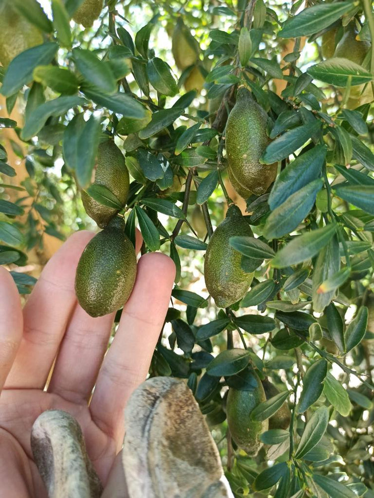 
                  
                    A hand holds Fresh Finger Limes, Citrus Caviar (Citrus australasica) on a leafy tree branch, with more lime caviars visible among the leaves.
                  
                
