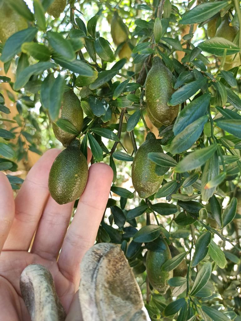 
                  
                    A hand holds Fresh Finger Limes, Citrus Caviar (Citrus australasica) on a leafy tree branch, with more lime caviars visible among the leaves.
                  
                