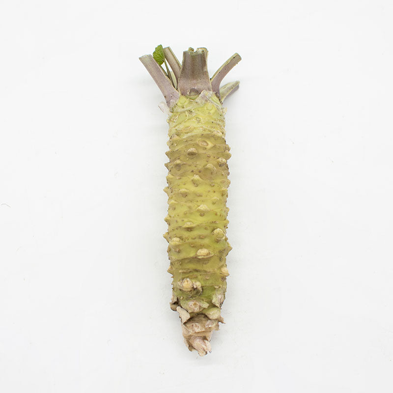 An Individual Fresh Japanese Wasabi Rhizome with a rough, knobby green surface and a few small leaves at the top from Shizuoka Prefecture, displayed on a white background.