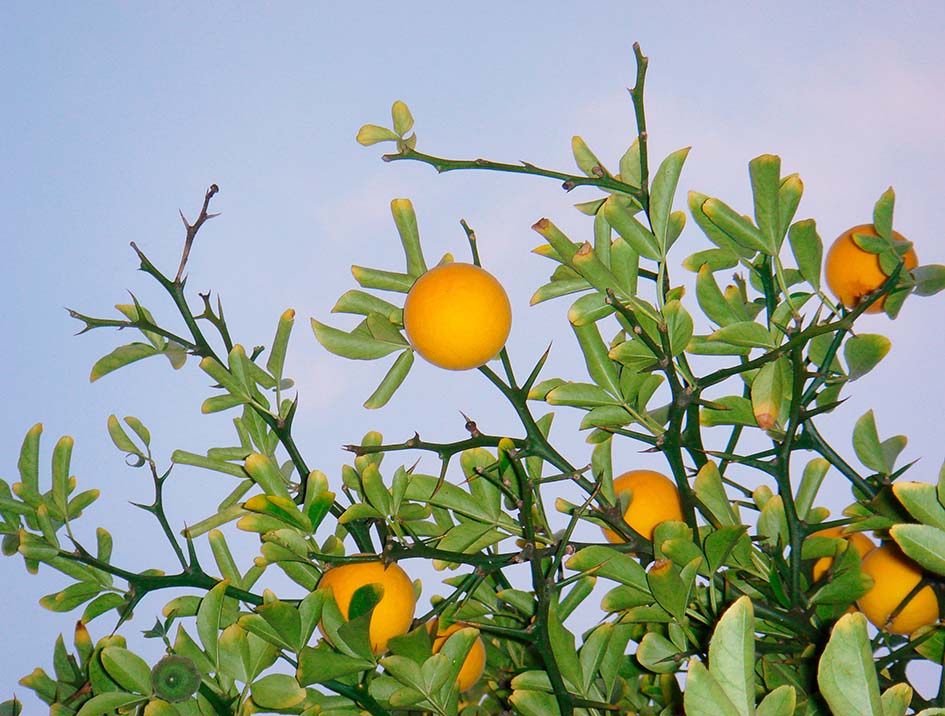 bitter orange plant Japanese Bitter Orange Tree
