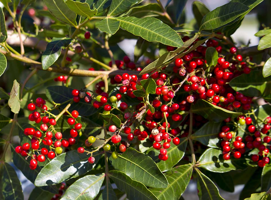
                  
                    Clusters of small, round red berries grow on the Sansho Pepper Tree (Zanthoxylum piperitum), a plant with glossy green leaves prized for its aromatic berries and fresh kinome leaves.
                  
                
