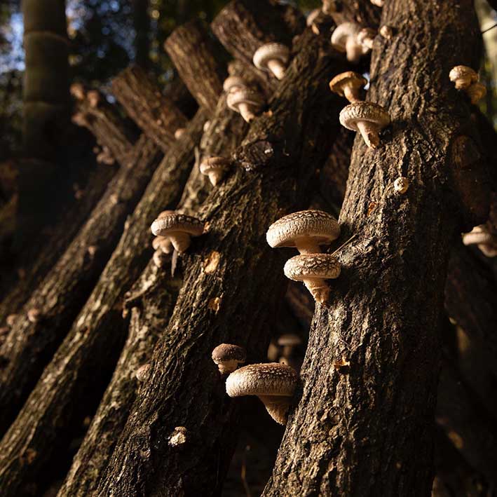 
                  
                    Dried Organic Koshin Shiitake Mushrooms 42-75mm (70g), grown on slanted logs in shaded outdoor settings, evoke the rich flavor and tradition of Japanese forest-grown shiitake.
                  
                