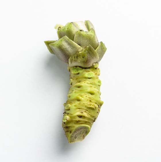 A Small Fresh English Wasabi Rhizome (200g) with a knobby green stem and leafy top is shown on a plain white background—ideal for an authentic sushi experience.