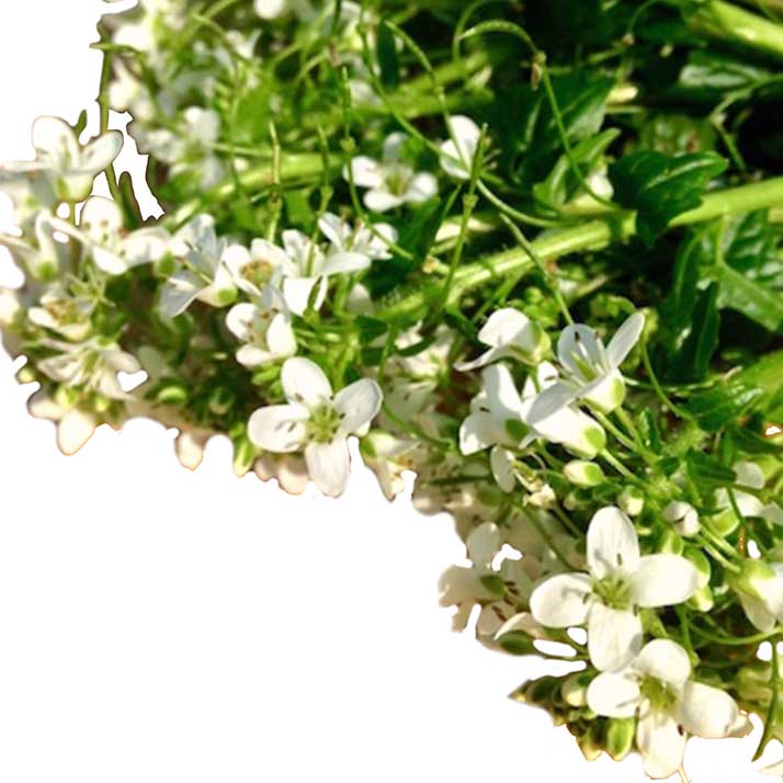 Wasabi Flowers  - 50g