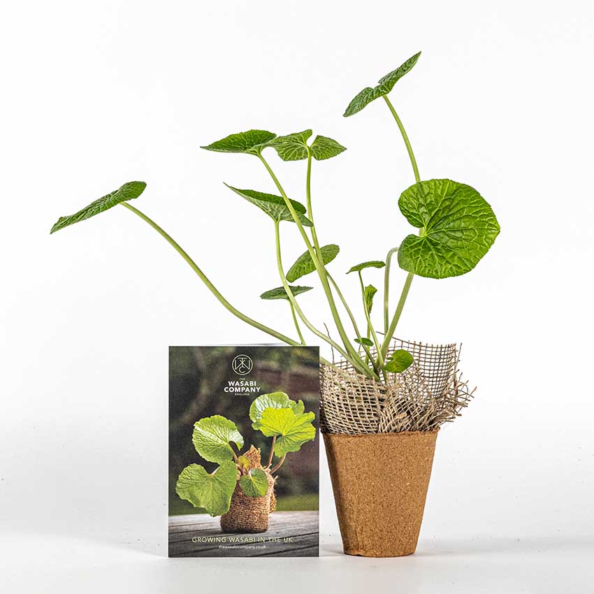 
                  
                    A Large Wasabi Plant in a small brown pot with mesh wrap sits next to an informational card with plant and company branding, emphasizing the need for a shady spot for healthy rhizomes, all set against a white background.
                  
                