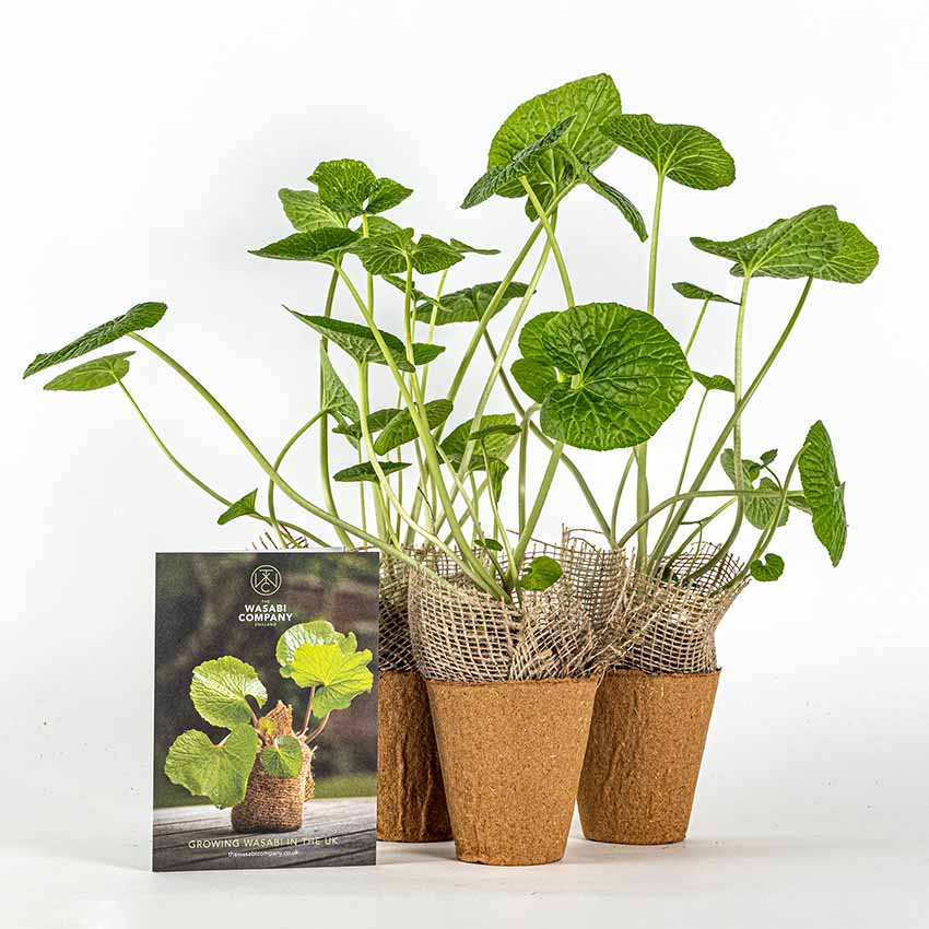 
                  
                    Set of 3 Large Wasabi Plants in biodegradable pots with a wasabi growing guide, displayed against a plain white background.
                  
                